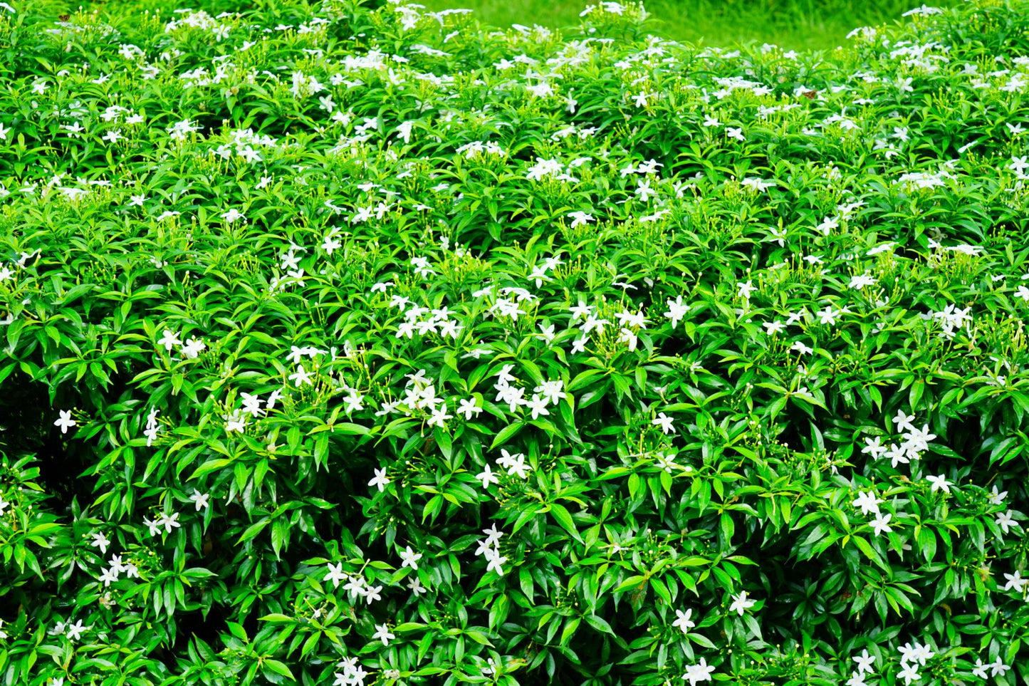 Gardenia Jasminoides (Cape Jasmine)