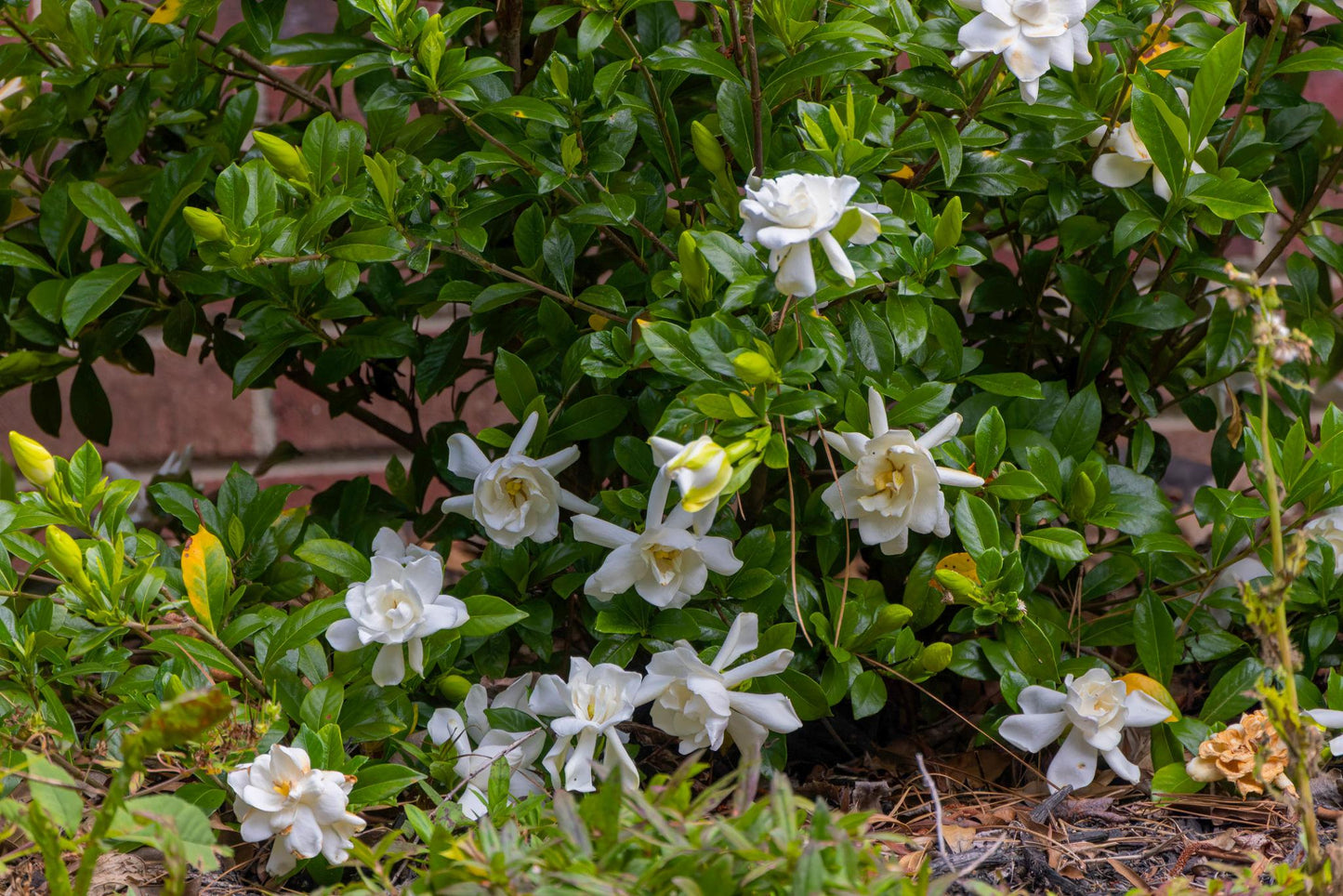 Gardenia Jasminoides (Cape Jasmine)