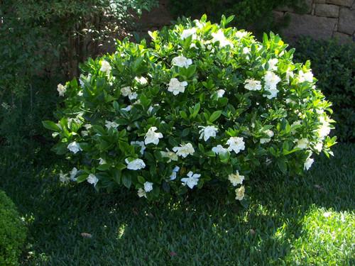Gardenia Jasminoides ‘Florida’ (Florida Gardenia)