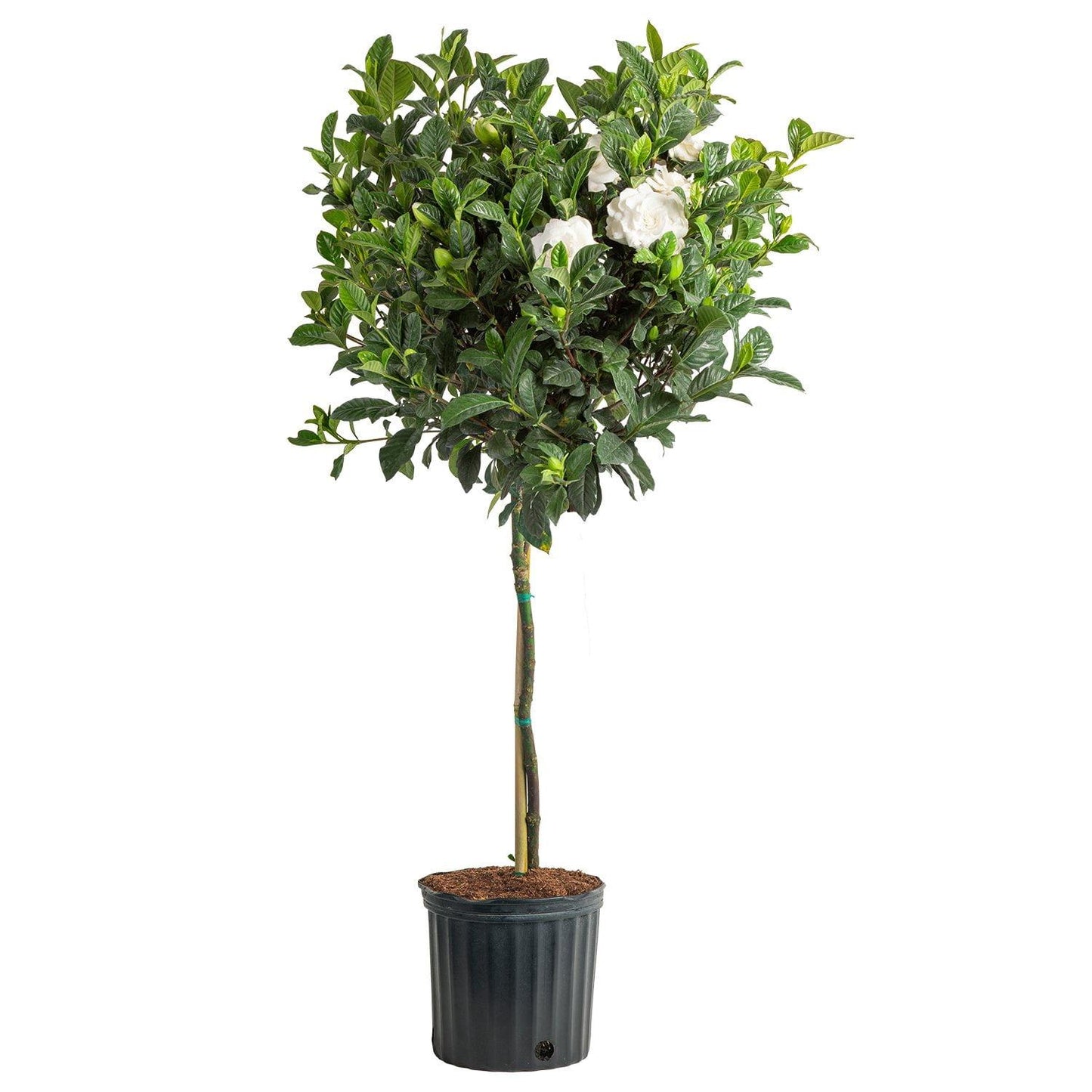 Gardenia Jasminoides ‘Florida’ (Florida Gardenia) Standards