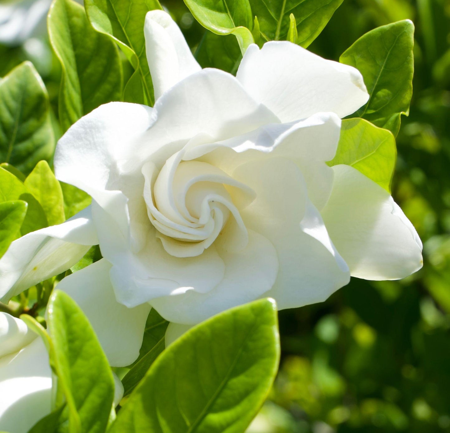 Gardenia Jasminoides ‘Florida’ (Florida Gardenia) Standards