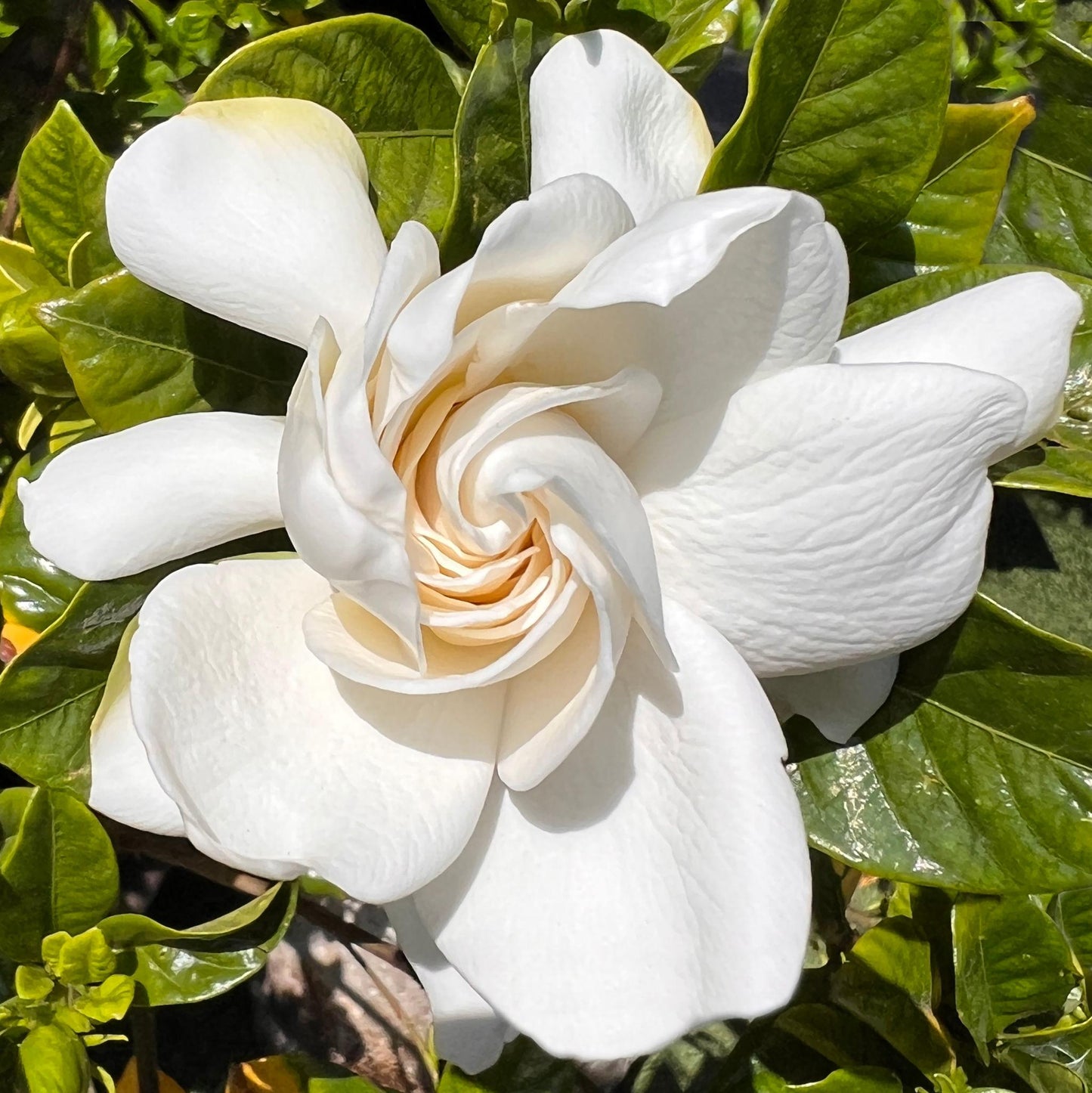 Gardenia Jasminoides ‘Florida’ (Florida Gardenia) Standards