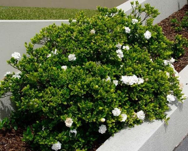 Gardenia Jasminoides ‘Professor Pucci’ (Professor Pucci Gardenia)
