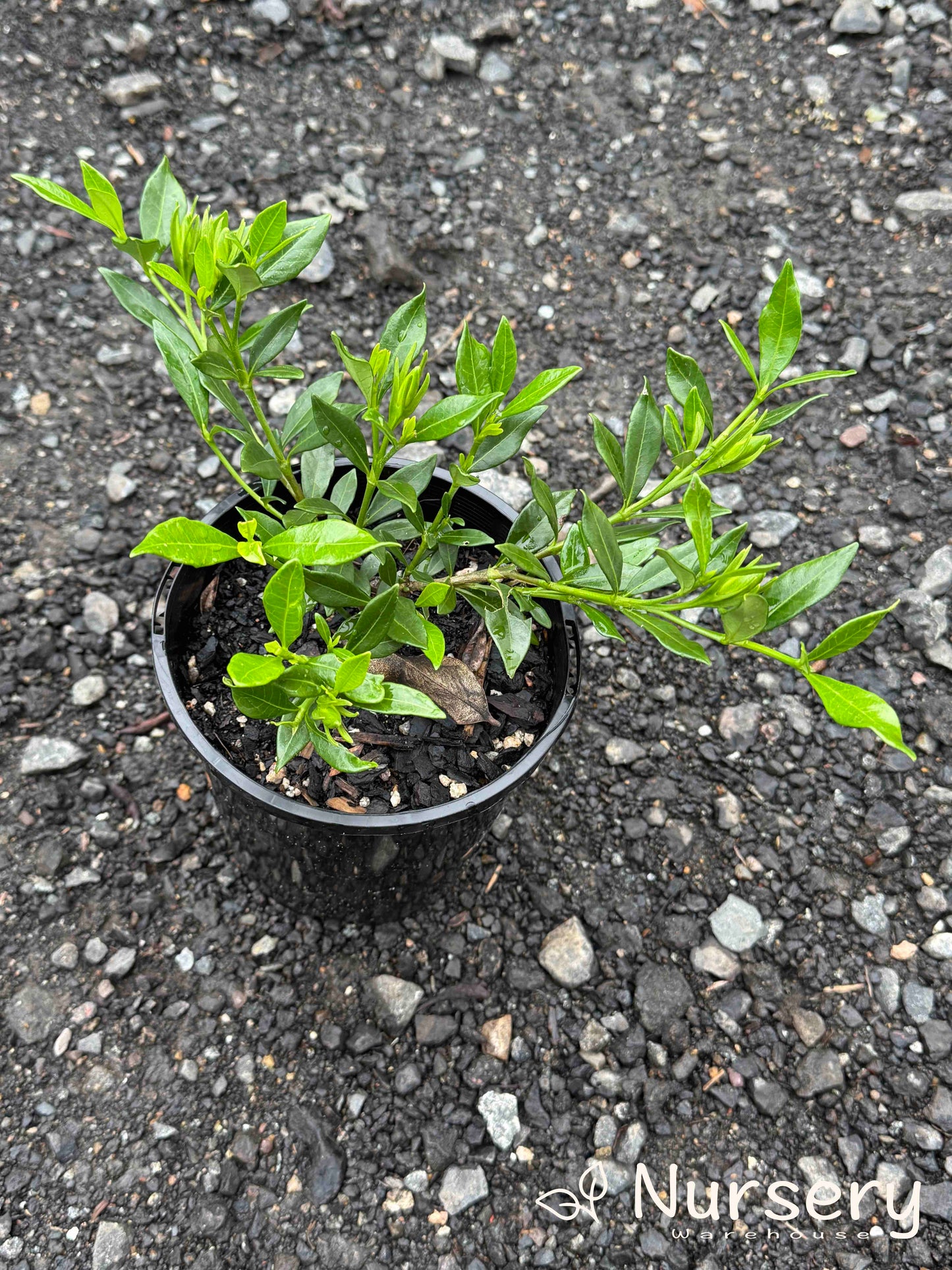 Gardenia Jasminoides ‘Radicans’ (Dwarf Gardenia)