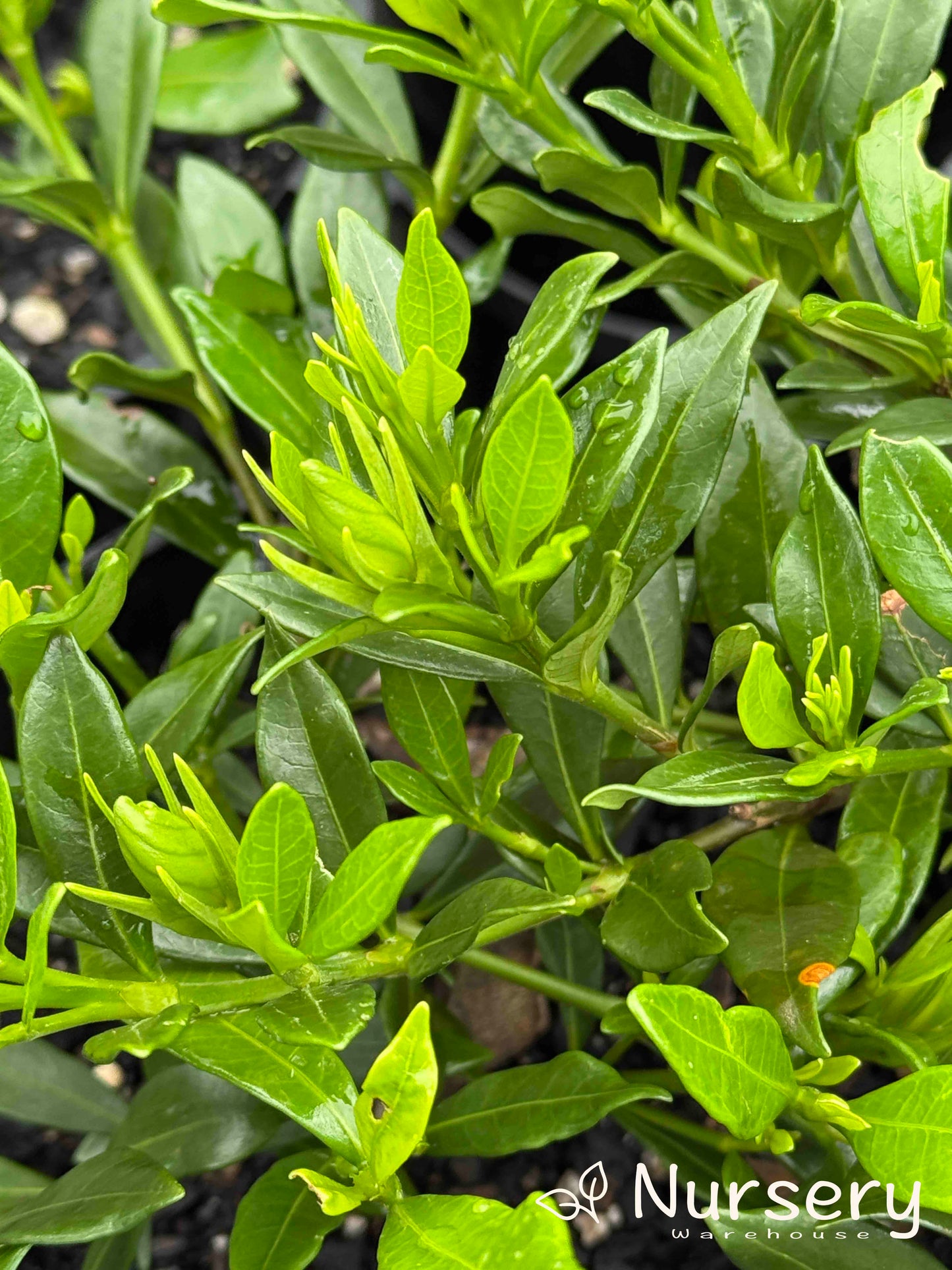 Gardenia Jasminoides ‘Radicans’ (Dwarf Gardenia)