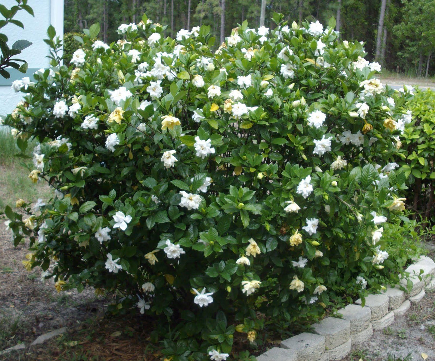 Gardenia Augusta (Magnifica)