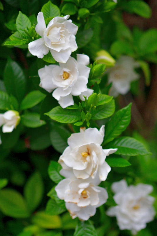 Gardenia Augusta (Magnifica)