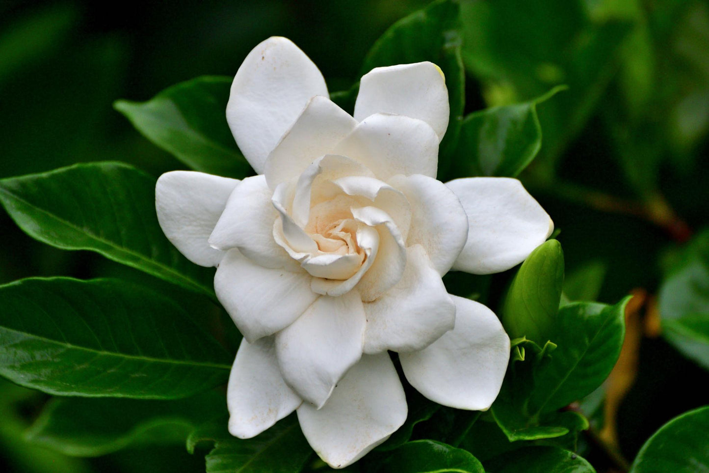 Gardenia Augusta (Magnifica)