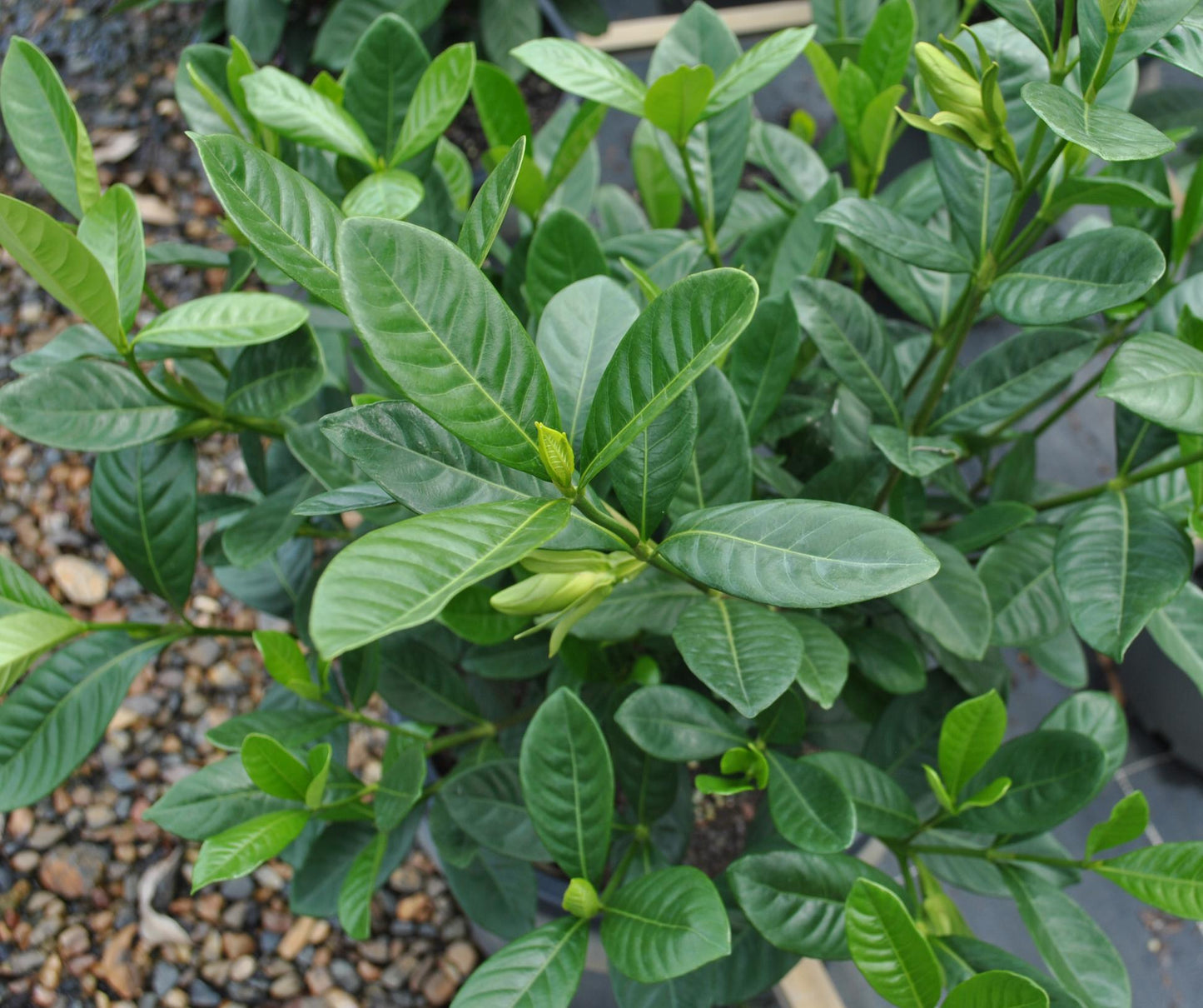 Gardenia Augusta (Magnifica)