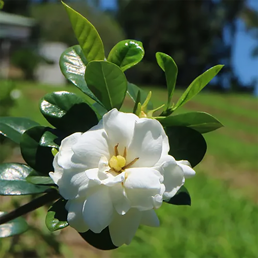 Gardenia Augusta ‘Professor Pucci’ (Professor Pucci Gardenia)