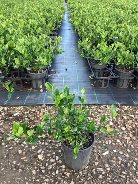 Gardenia Augusta ‘Florida’ (Florida Gardenia)