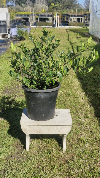 Gardenia Augusta ‘Florida’ (Florida Gardenia) CLEARANCE