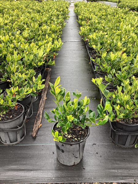 Gardenia Augusta ‘Florida’ (Florida Gardenia)