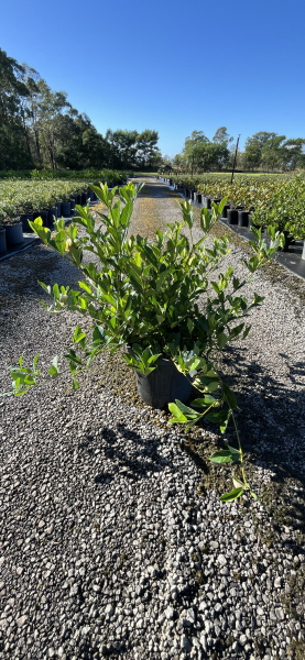 Gardenia Augusta ‘Florida’ (Florida Gardenia)