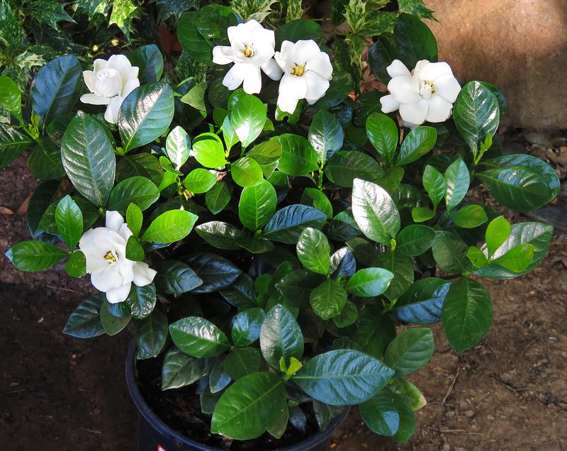 Gardenia Jasminoides 'Buttons' (Buttons Gardenia)