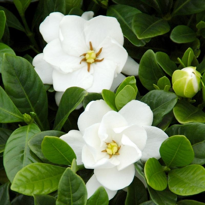 Gardenia Jasminoides 'Buttons' (Buttons Gardenia)