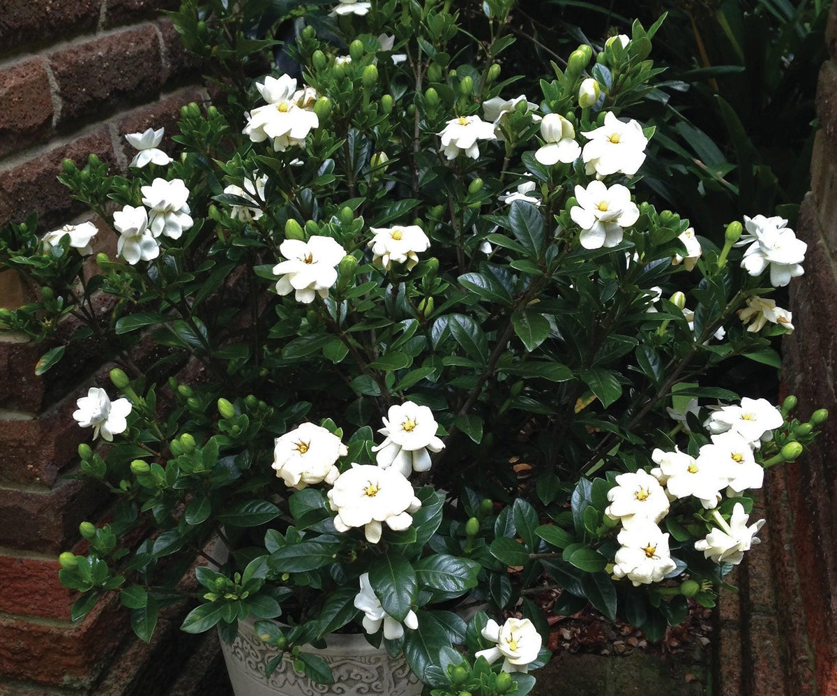 Gardenia Jasminoides 'Buttons' (Buttons Gardenia)