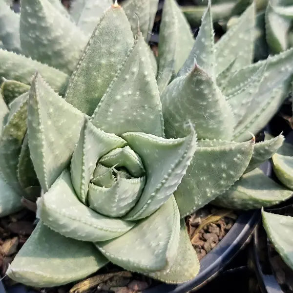 Gasteraloe 'Silver Swirls' (Gasteraloe Succulent)