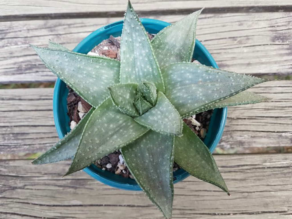 Gasteraloe 'Silver Swirls' (Gasteraloe Succulent)