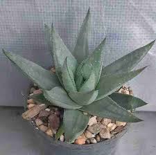 Gasteraloe 'Silver Swirls' (Gasteraloe Succulent)