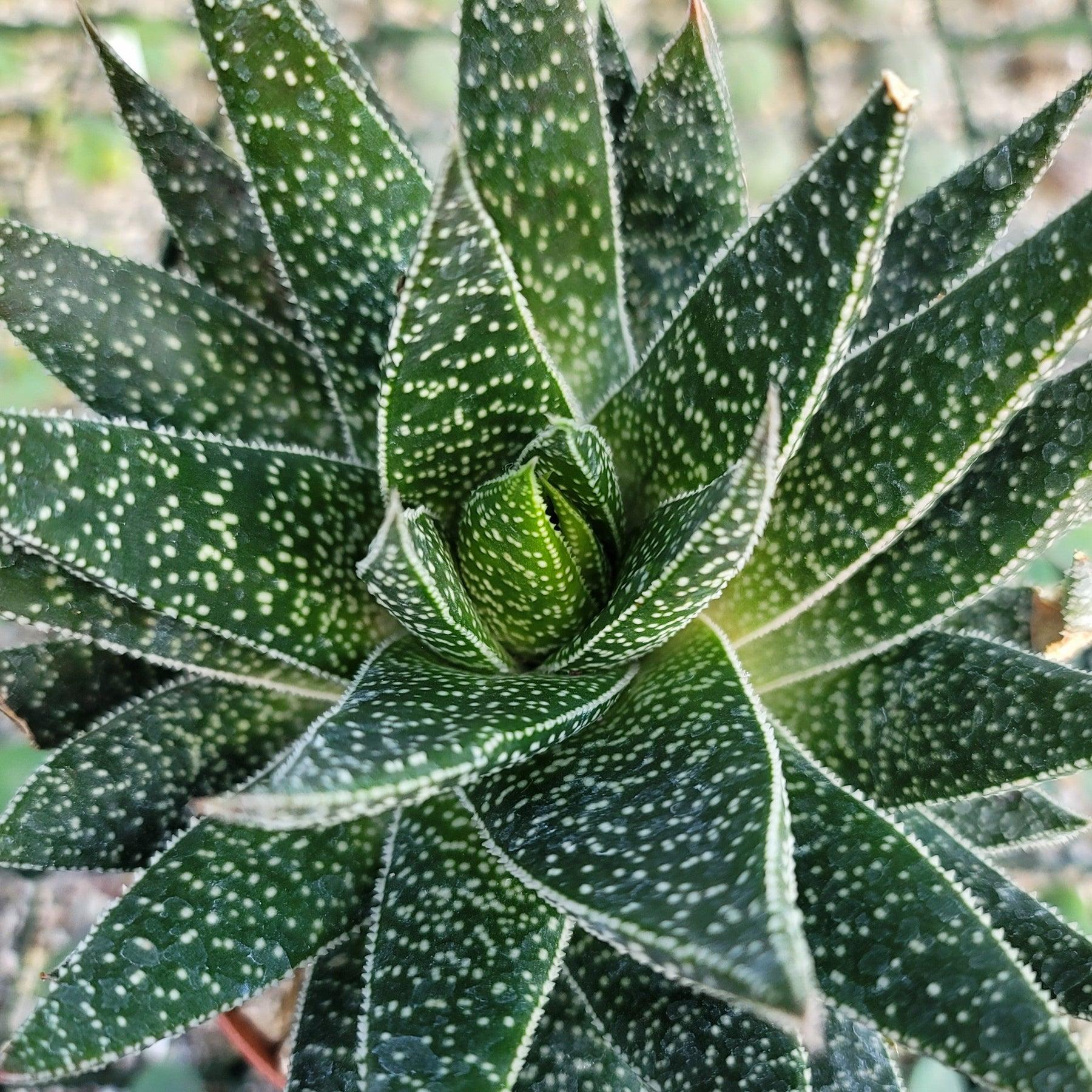 Gasteria Lots Of Spots