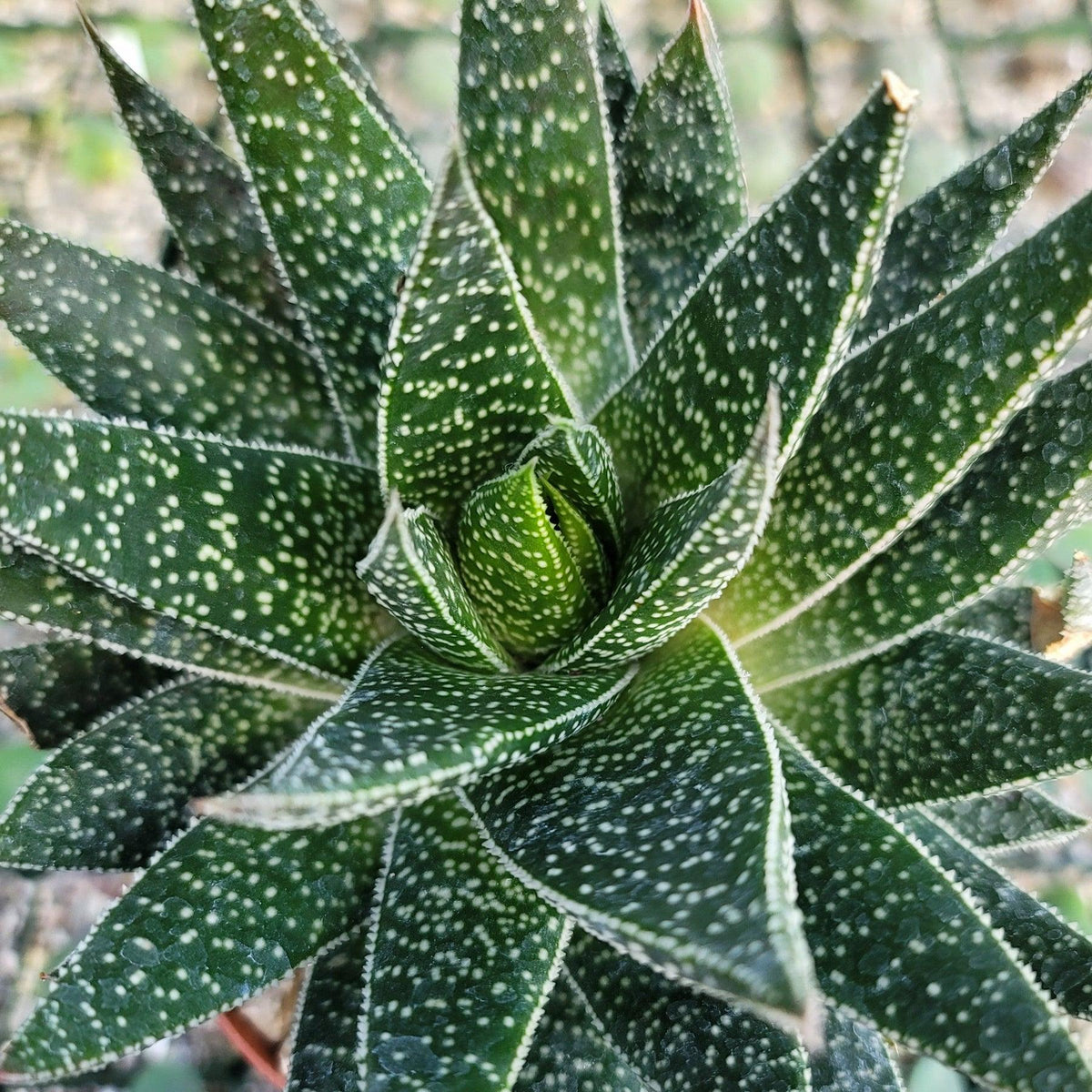 Gasteria Lots Of Spots