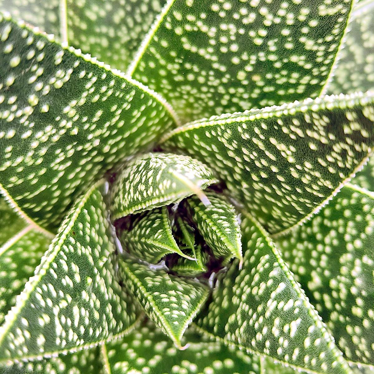 Gasteria Lots Of Spots