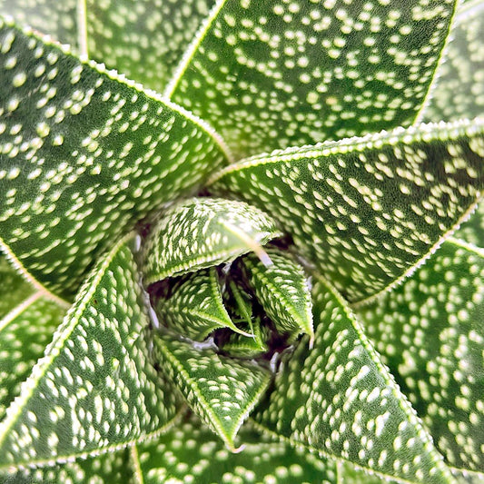 Gasteria Lots Of Spots