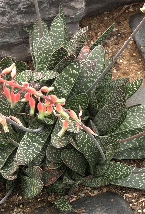 Gasteria Lots Of Spots