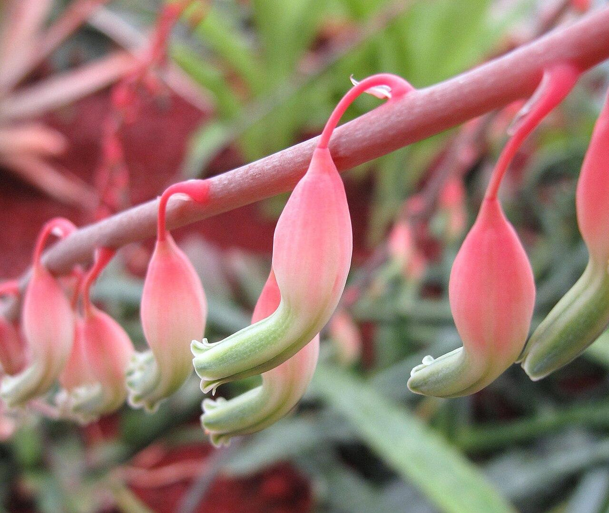 Gasteria Lots Of Spots
