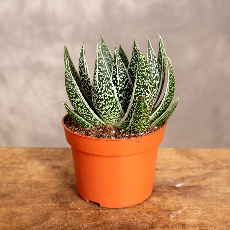 Gasteria Lots Of Spots