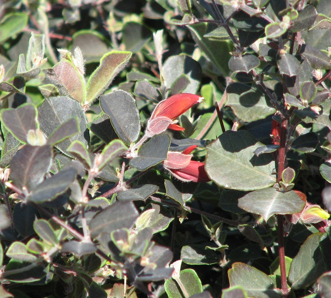 Gastrolobium Praemorsum (Brown Butterfly)