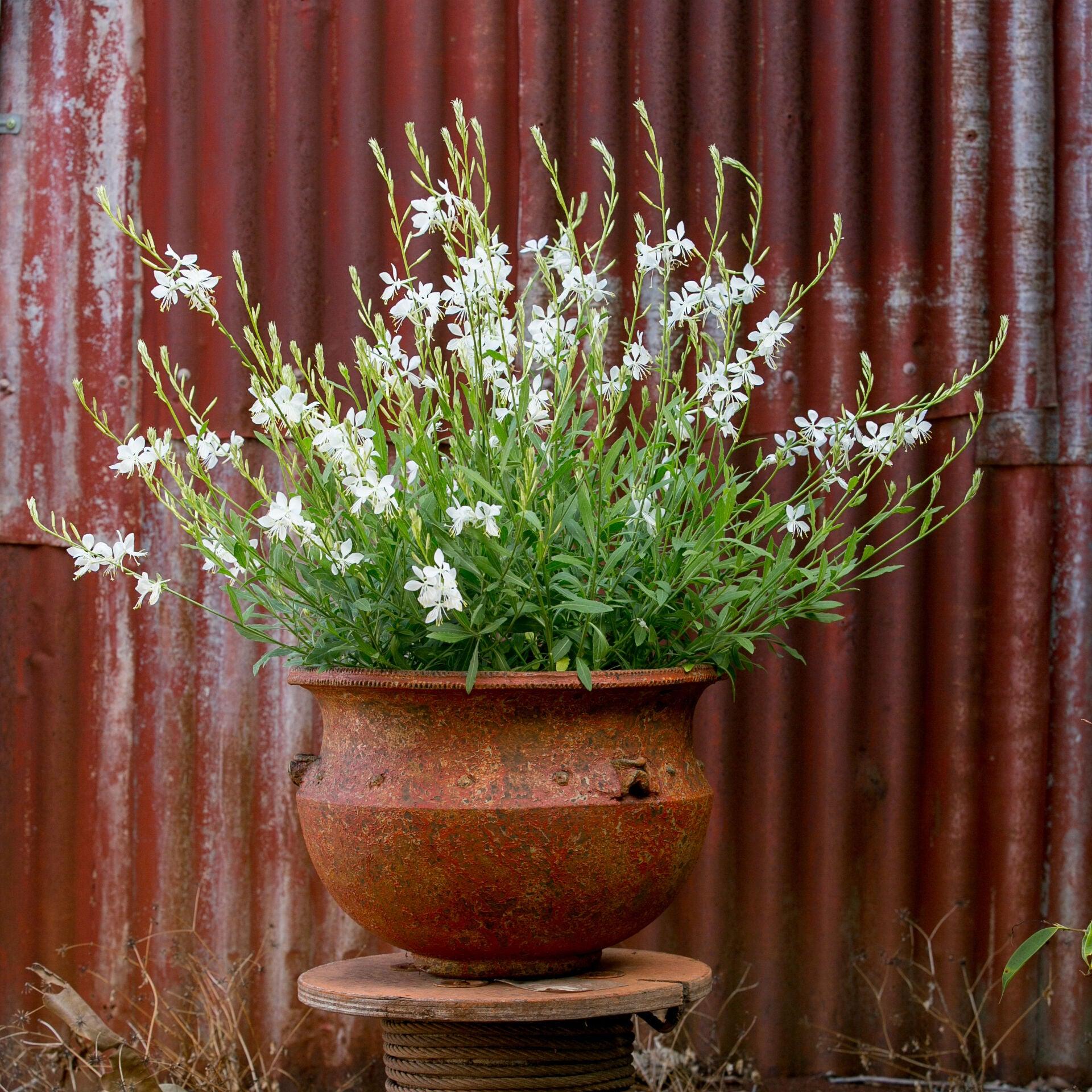 Gaura ‘Lillipop Soda Pop’ (White Butterfly Bush)
