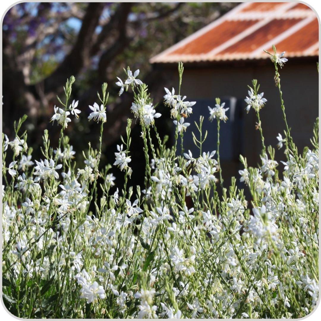 Gaura ‘Lillipop Soda Pop’ (White Butterfly Bush)
