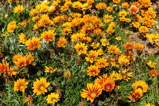 Gazania Spp. ‘Harvest’ (Treasure Flower)