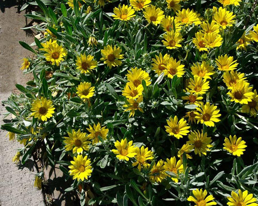 Gazania Tomentosa ‘Tiny Tom’ (Treasure Flower)
