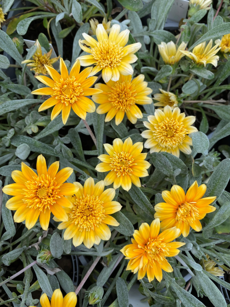 Gazania Spp. ‘Harvest’ (Treasure Flower)
