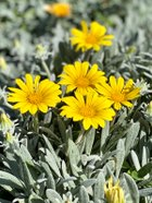 Gazania Tomentosa ‘Tiny Tom’ (Treasure Flower)