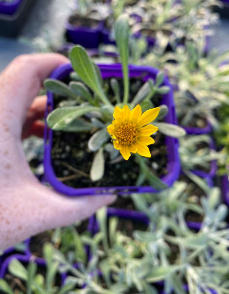 Gazania Tomentosa ‘Tiny Tom’ (Treasure Flower)