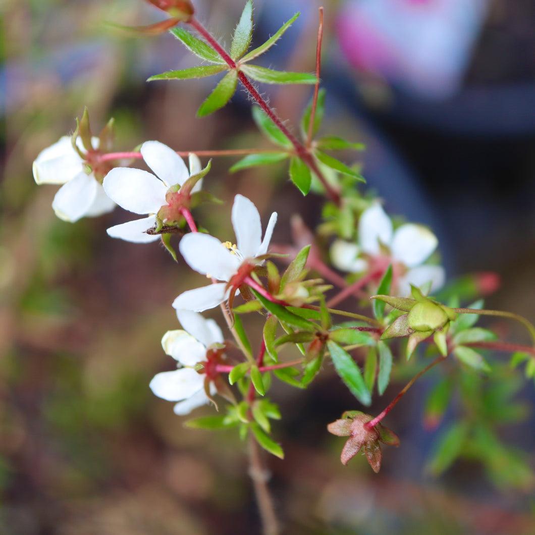 Bauera Rubioides ‘Prostrate White’ (Prostrate White River Rose)
