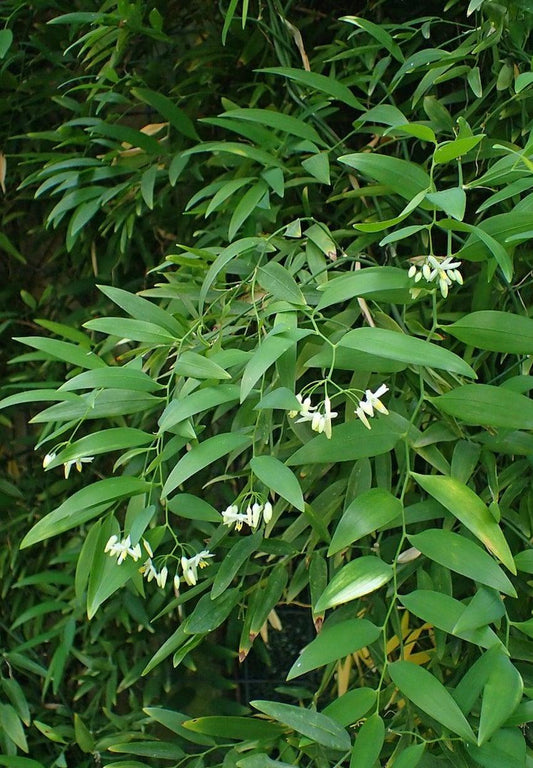 Geitonoplesium Cymosum (Scrambling Lily)