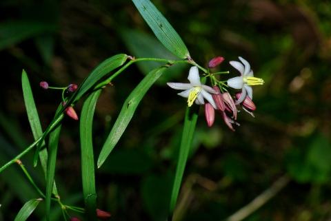 Geitonoplesium Cymosum (Scrambling Lily)