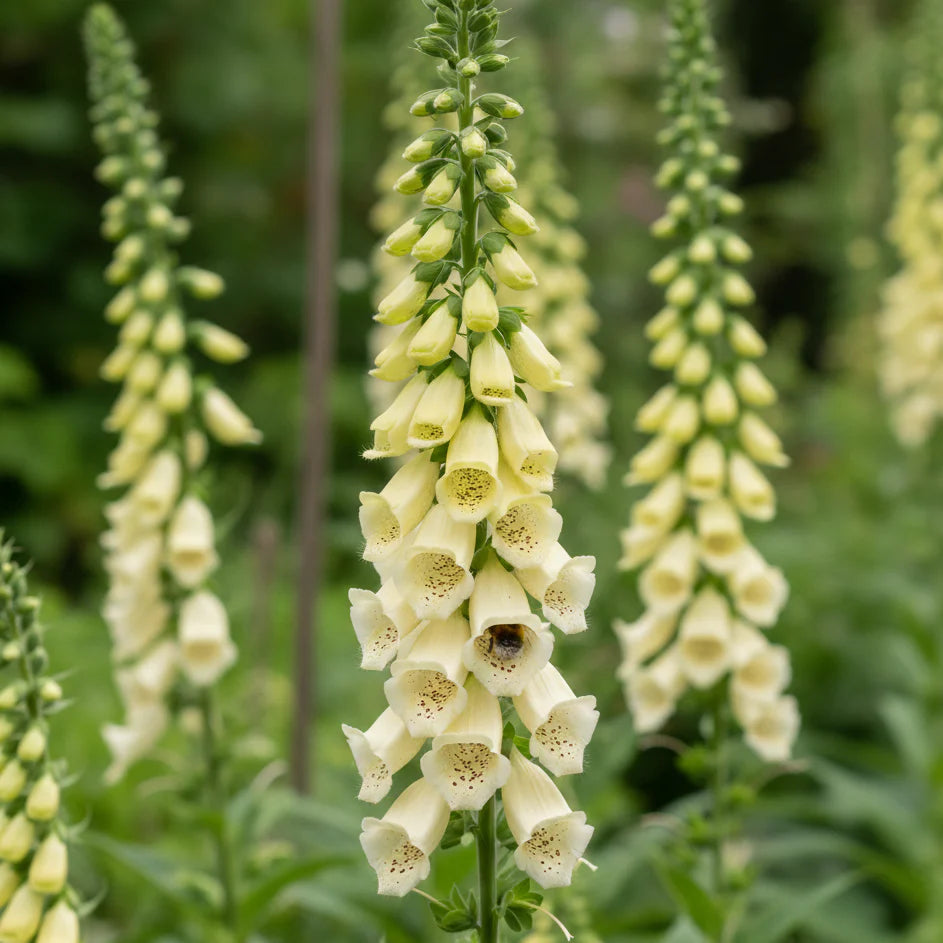 Digitalis Purpurea 'Dwarf Yellow' (Dwarf Yellow Foxglove)