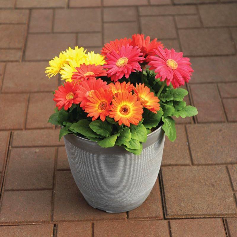 Gerbera Jamesonii (Gerbera Mix)