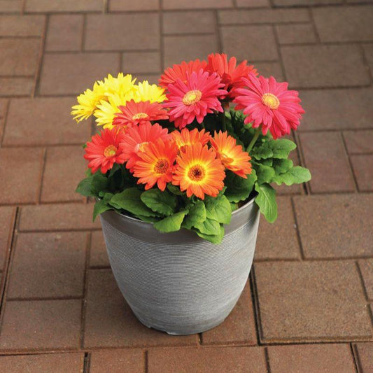 Gerbera Jamesonii (Gerbera Mix)