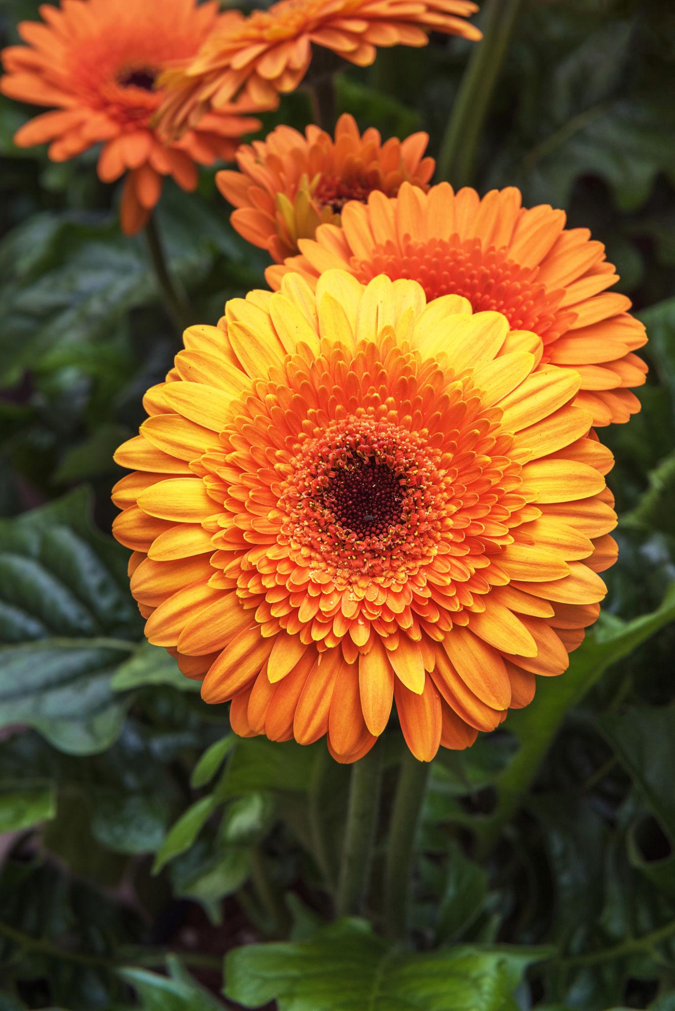 Gerbera Jamesonii (Gerbera Mix)