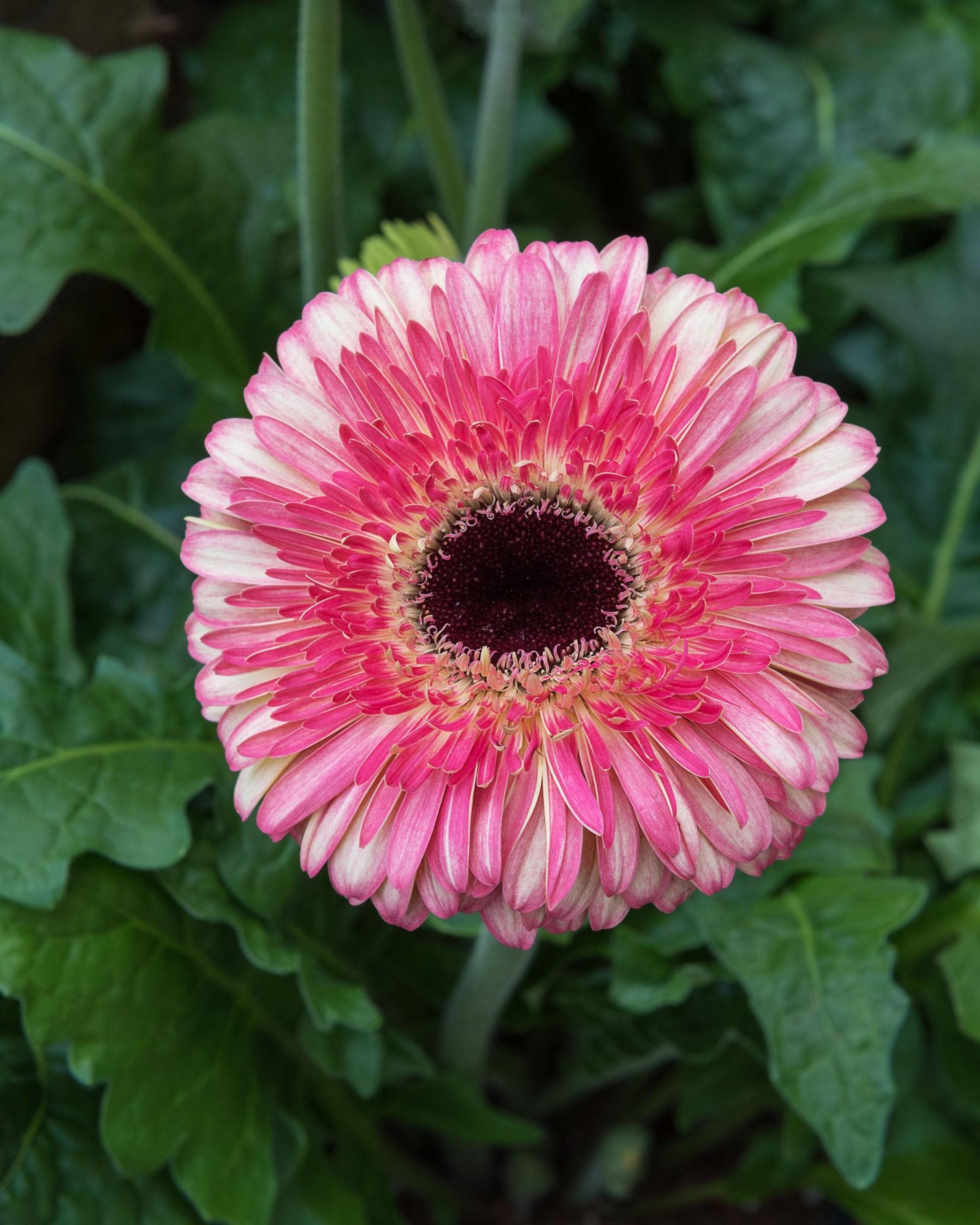 Gerbera Jamesonii (Gerbera Mix)
