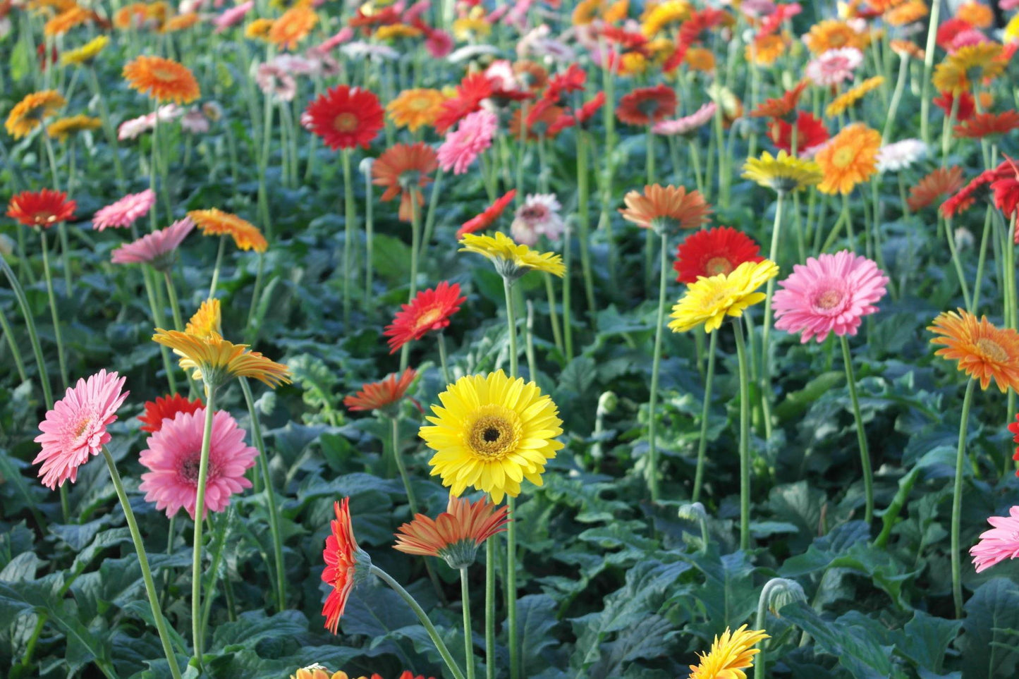 Gerbera Jamesonii (Gerbera Mix)
