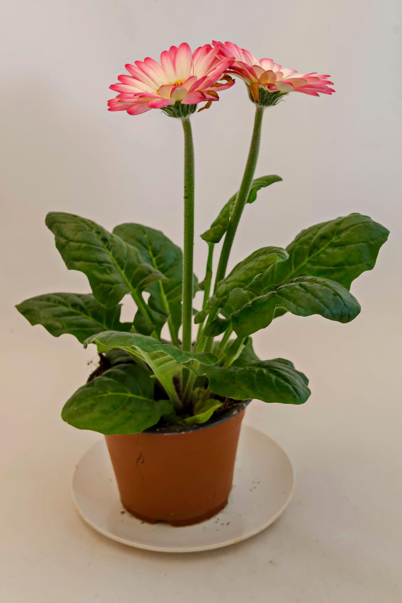 Gerbera Jamesonii (Gerbera Mix)