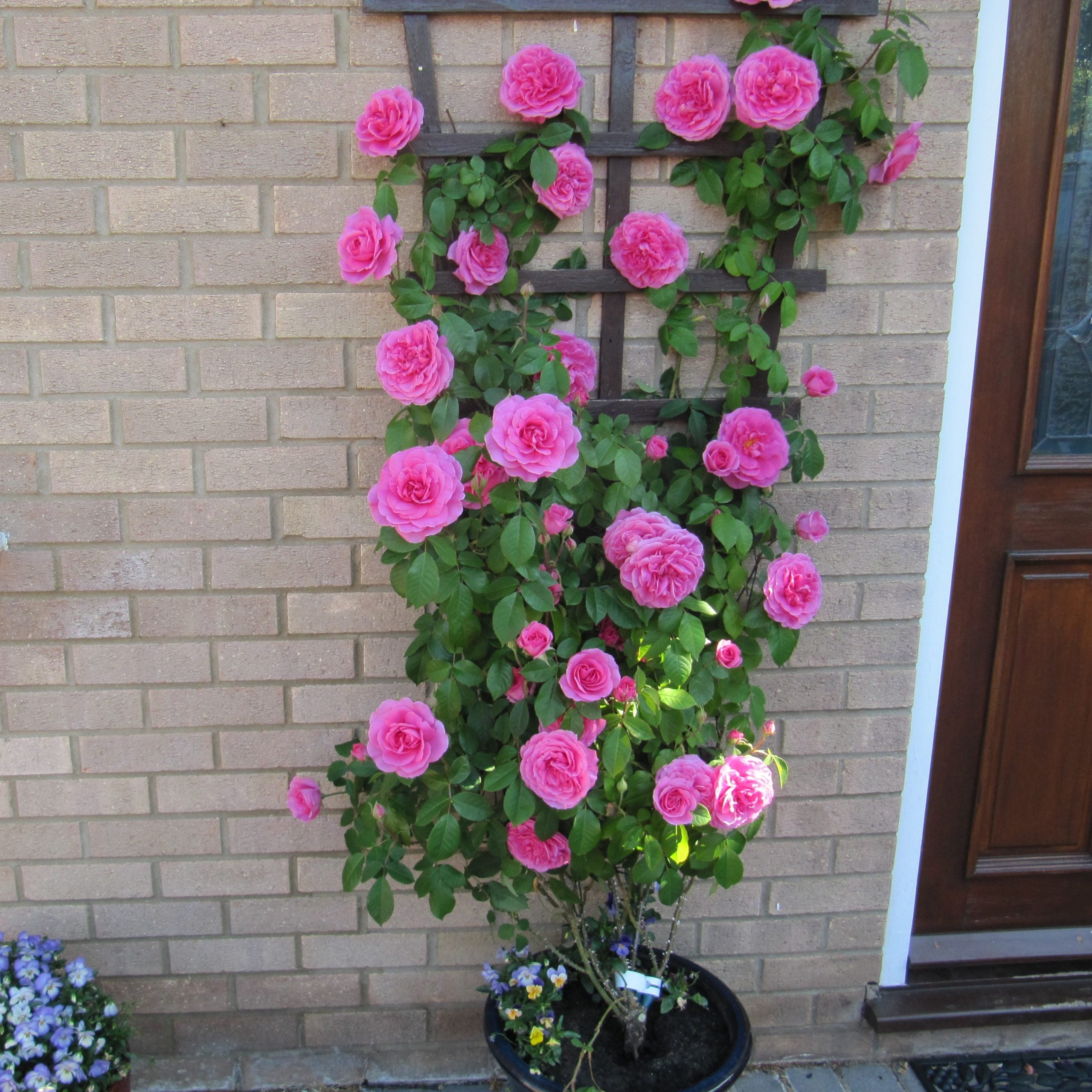Rosa 'Gertrude Jekyll' (Gertrude Jekyll Climbing Rose)